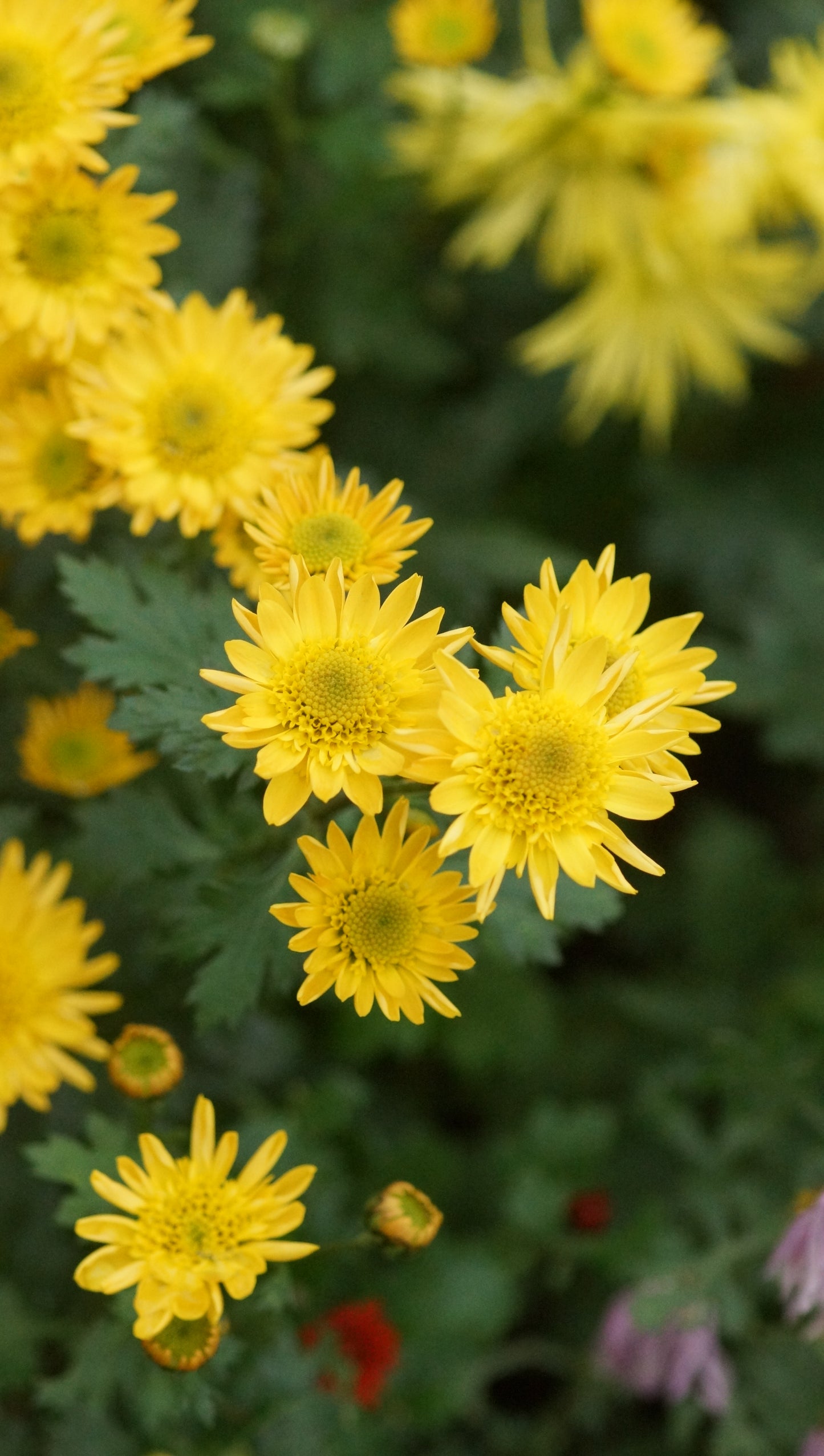Chrysanthemum Indicum-Hybride 'Tesorino' - Herbst-Chrysantheme
