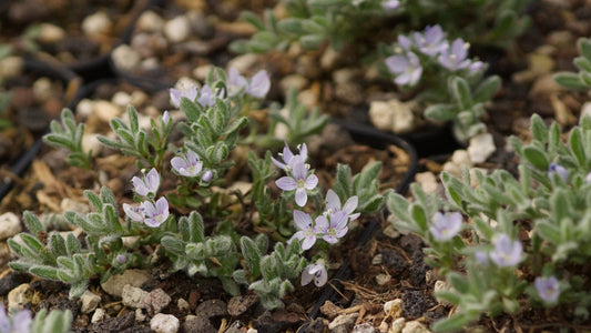 Veronica caespitosa - Rasiger Ehrenpreis