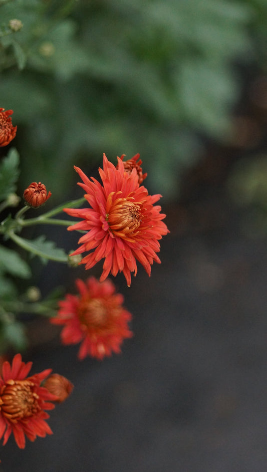 Chrysanthemum Indicum-Hybride 'Schwyz' - Herbst-Chrysantheme