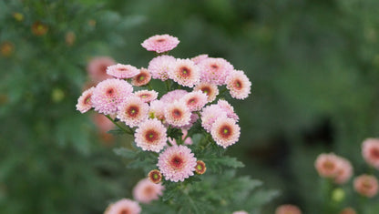 Chrysanthemum Indicum-Hybride 'Weana Busserl' - Herbst-Chrysantheme