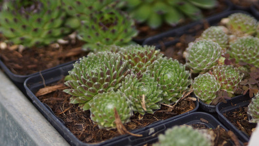 Sempervivum Arachnoideum-Hybride 'Rigi' - Spinnweben-Hauswurz