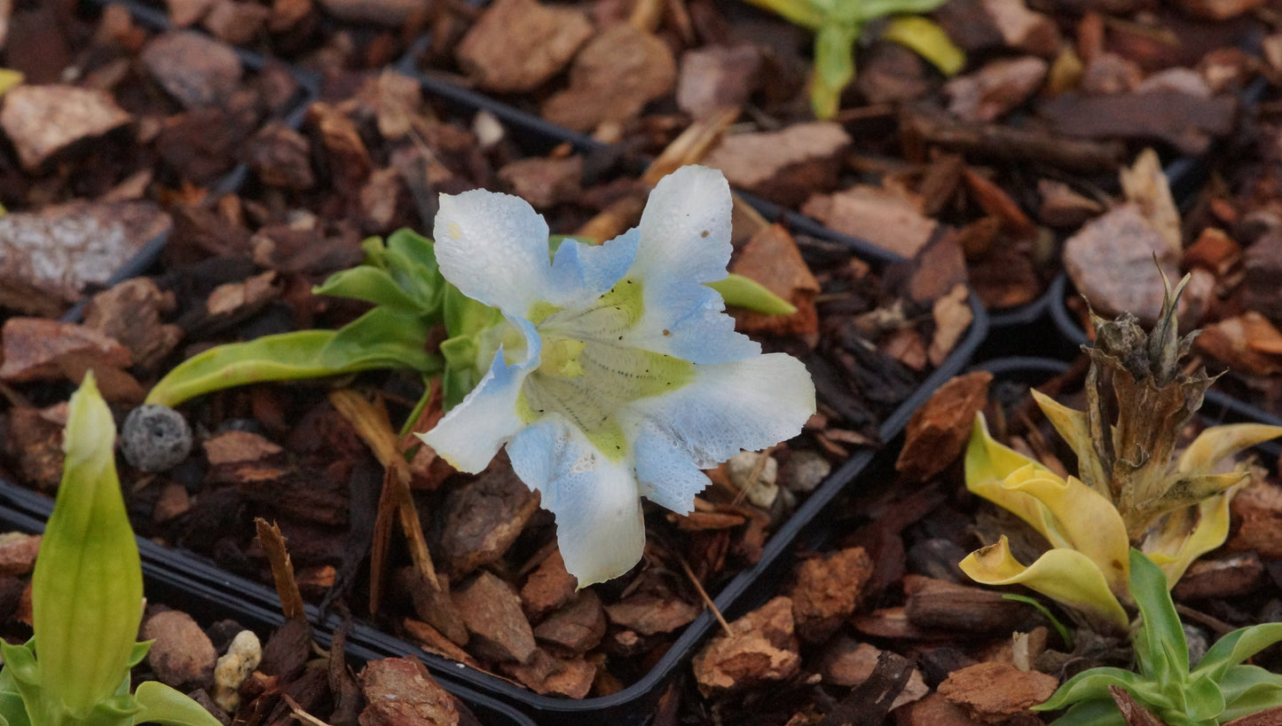 Gentiana angustifolia 'Iceberg' - Schmalblättriger Enzian