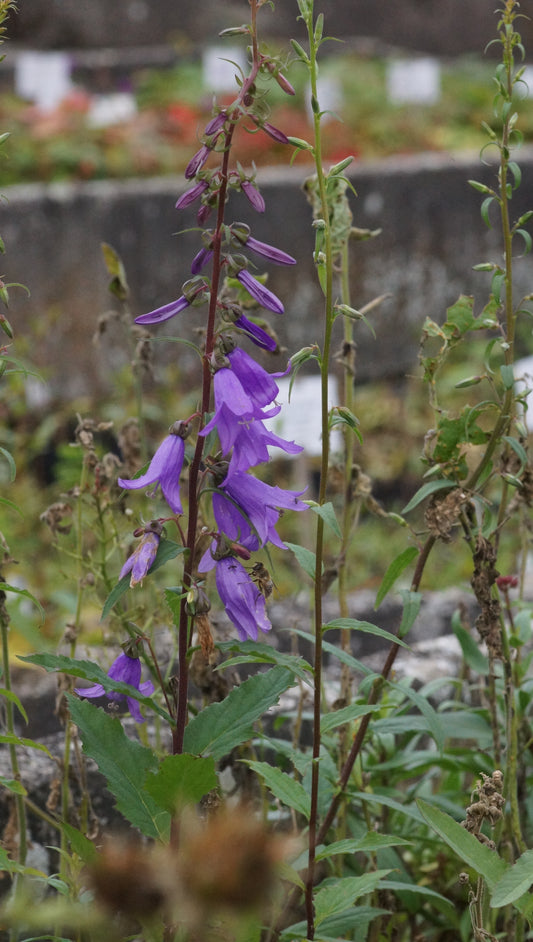 Campanula rapunculoides - Acker-Glockenblume