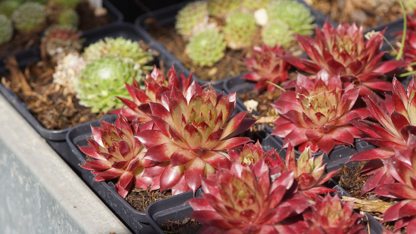 Sempervivum Hybride 'Glowing Embers' - Hauswurz