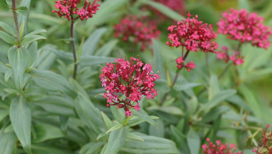 Centranthus ruber 'Coccineus' - Rote Spornblume