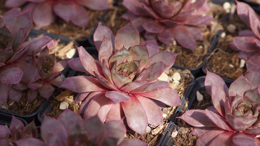 Sempervivum Hybride 'Missouri Rose' - Hauswurz