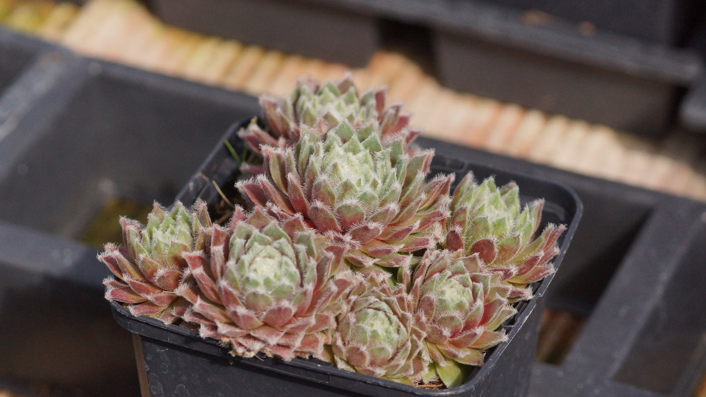 Sempervivum Arachnoideum-Hybride 'Rosa Mädchen' - Spinnweben-Hauswurz
