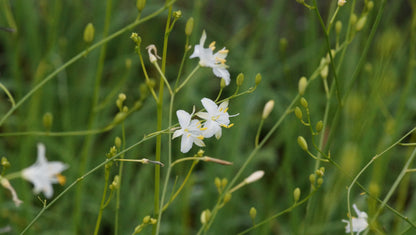 Anthericum ramosum - Ästige Graslilie