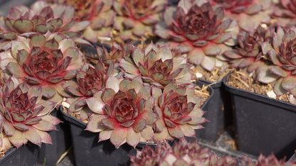Sempervivum Hybride 'Red Point' - Hauswurz