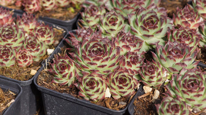 Sempervivum Calcareum-Hybride 'Mrs. Giuseppi' - Hauswurz