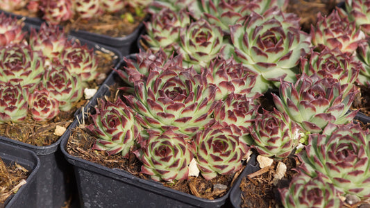 Sempervivum Calcareum-Hybride 'Mrs. Giuseppi' - Hauswurz