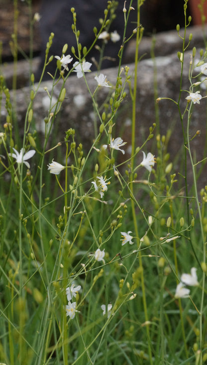 Anthericum ramosum - Ästige Graslilie