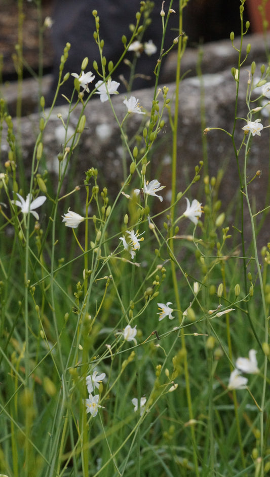 Anthericum ramosum - Ästige Graslilie