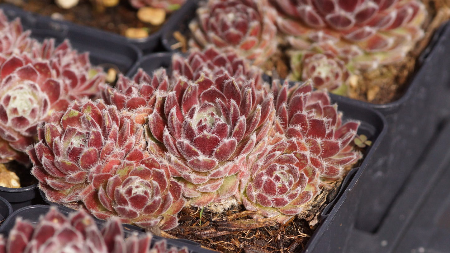 Sempervivum Hybride 'Grazie' - Spinnweben-Hauswurz