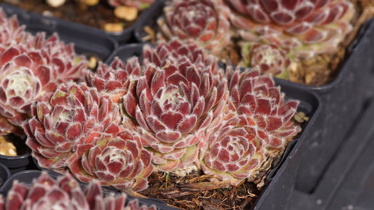 Sempervivum Hybride 'Grazie' - Spinnweben-Hauswurz
