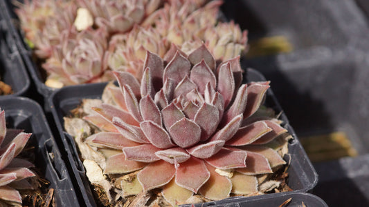 Sempervivum Hybride 'Grizzle Velvet' - Hauswurz