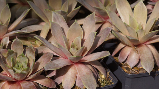 Sempervivum Hybride 'Lavender and Old Lace' - Hauswurz
