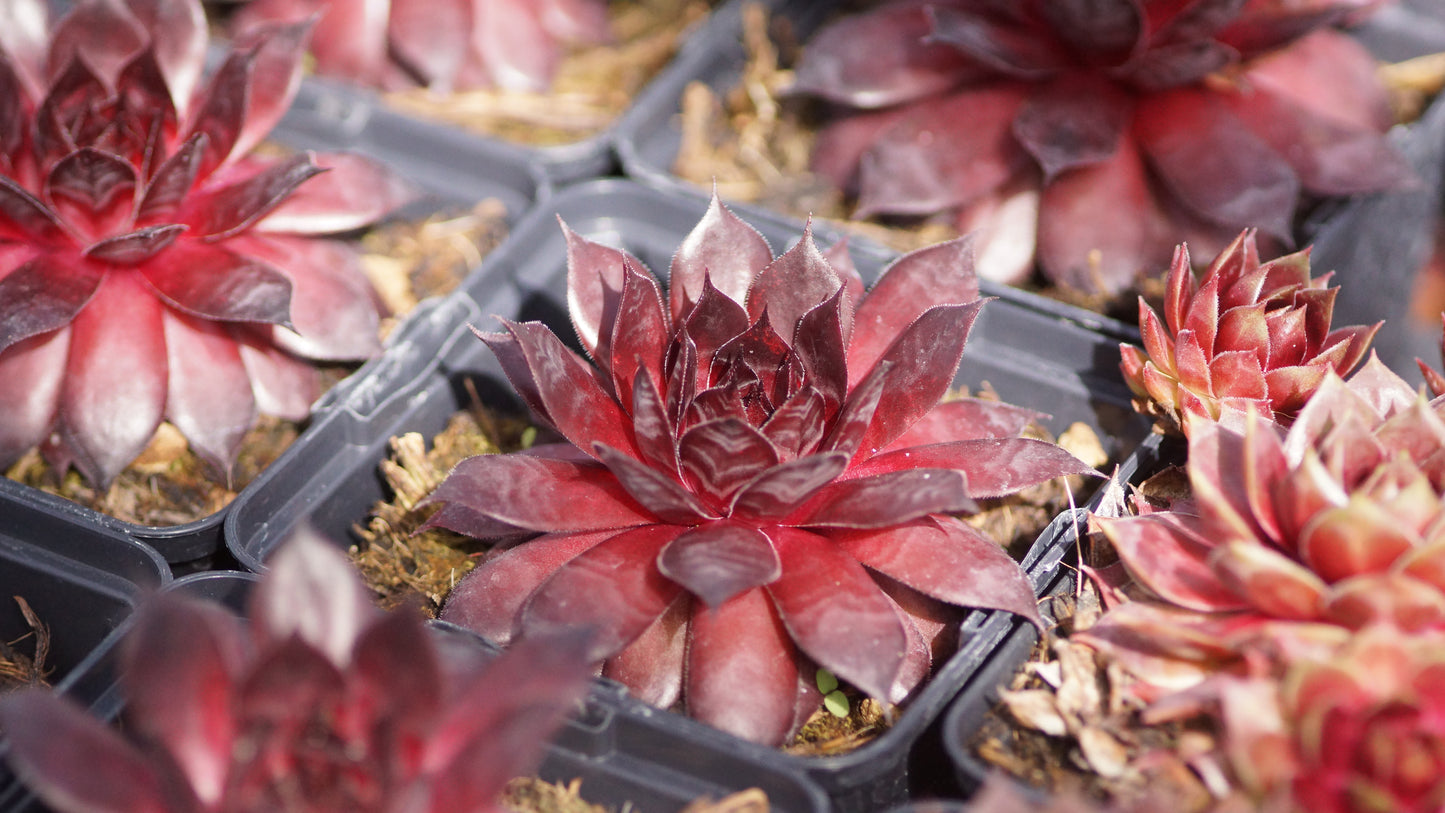 Sempervivum Hybride 'Dark Crown' - Hauswurz