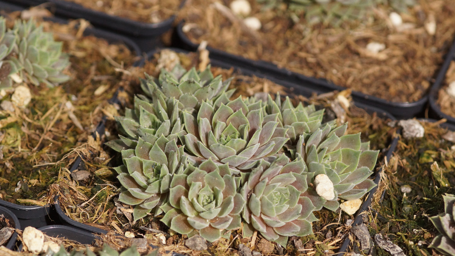 Sempervivum vincentei subsp. cantabricum - Hauswurz