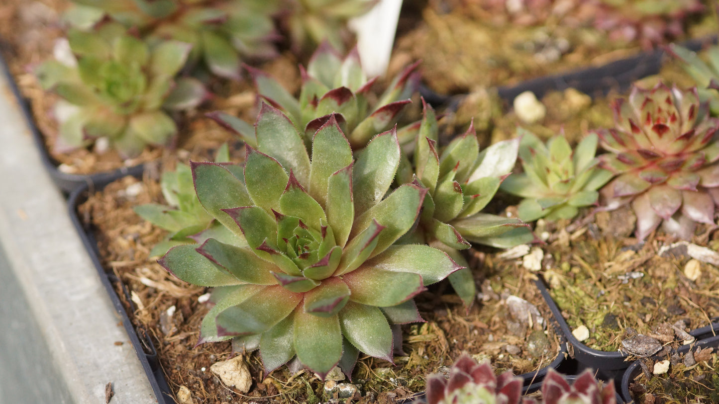 Sempervivum Hybride 'Vermala' - Hauswurz