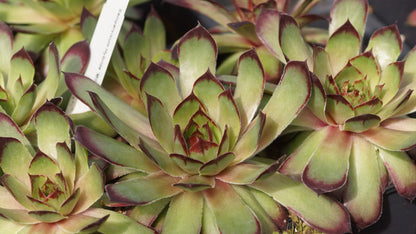 Sempervivum Hybride 'Milan' - Hauswurz