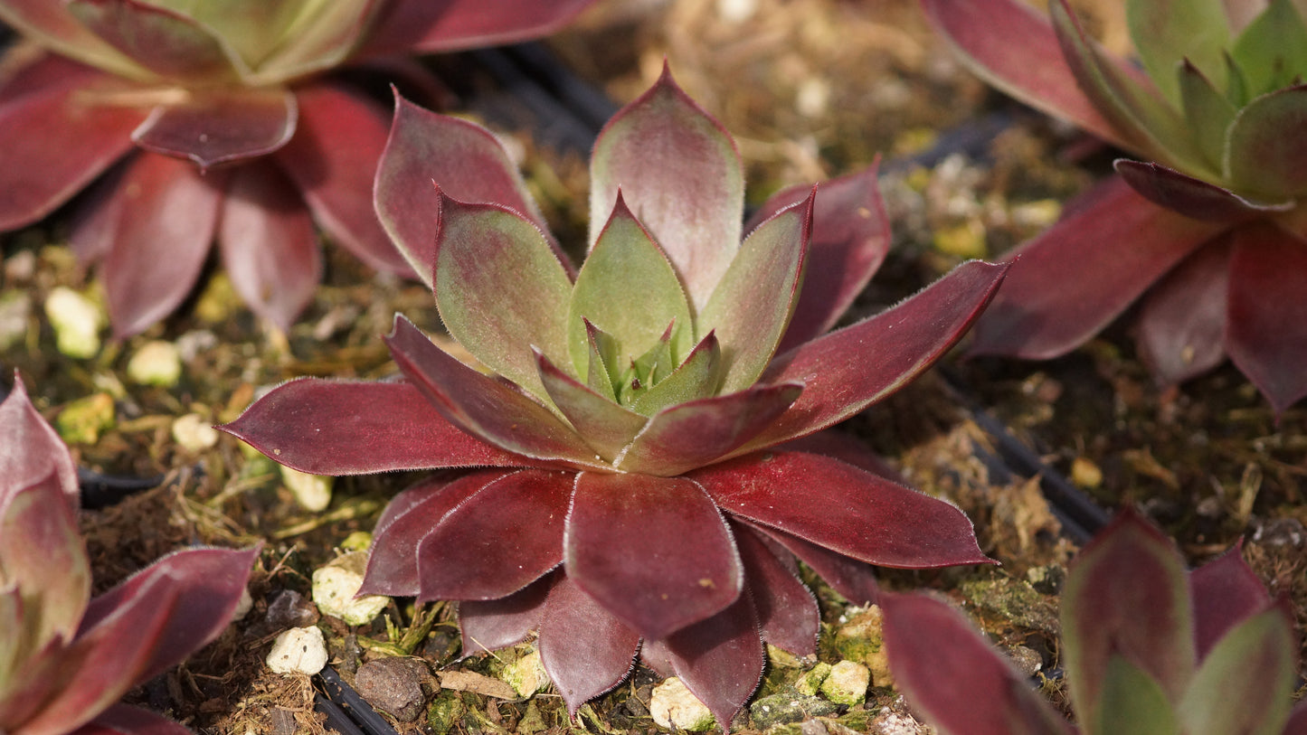 Sempervivum Hybride 'Othello' - Hauswurz