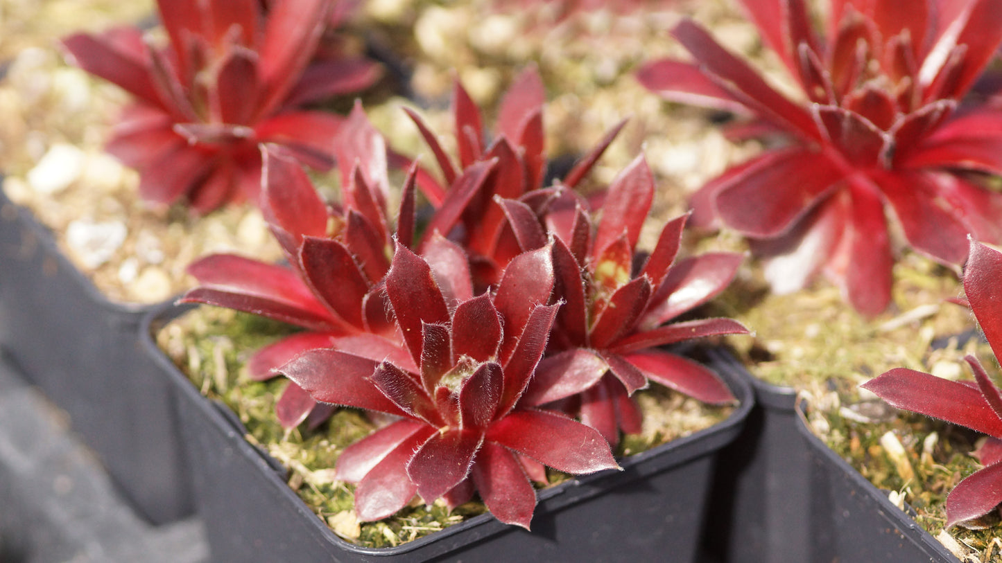 Sempervivum Hybride 'Red Delta' - Hauswurz