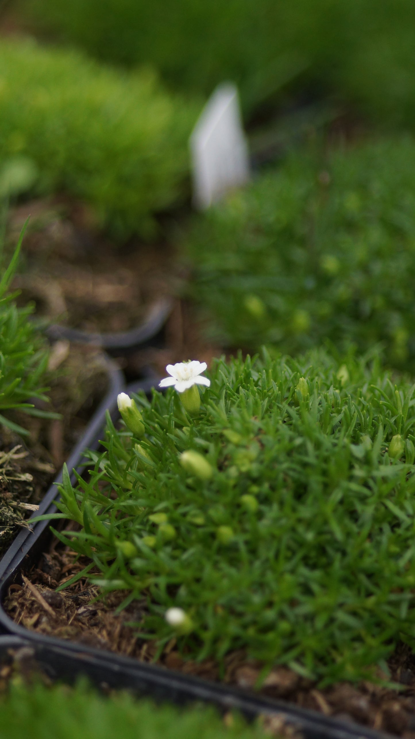 Silene acaulis 'Alba' - Stängelloses Leimkraut