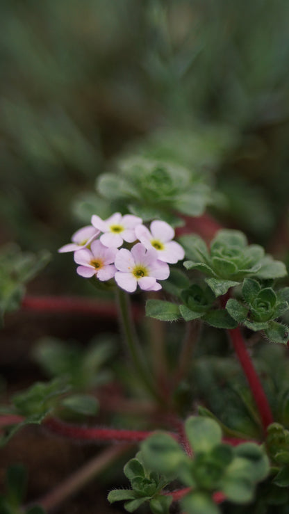 Androsace sempervivoides 'Susan Joan' - Zwergiger Tibet-Mannsschild
