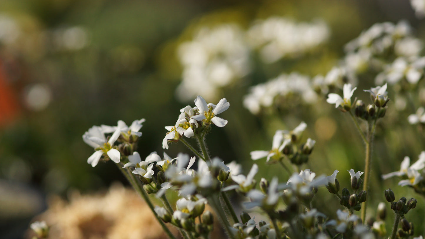 Draba dedeana var. zapatieri - Weisses Hungerblümchen