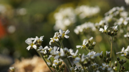 Draba dedeana var. zapatieri - Weisses Hungerblümchen