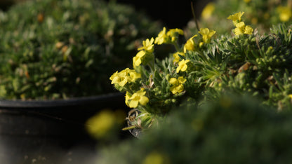 Draba cappadocica - Hungerblümchen