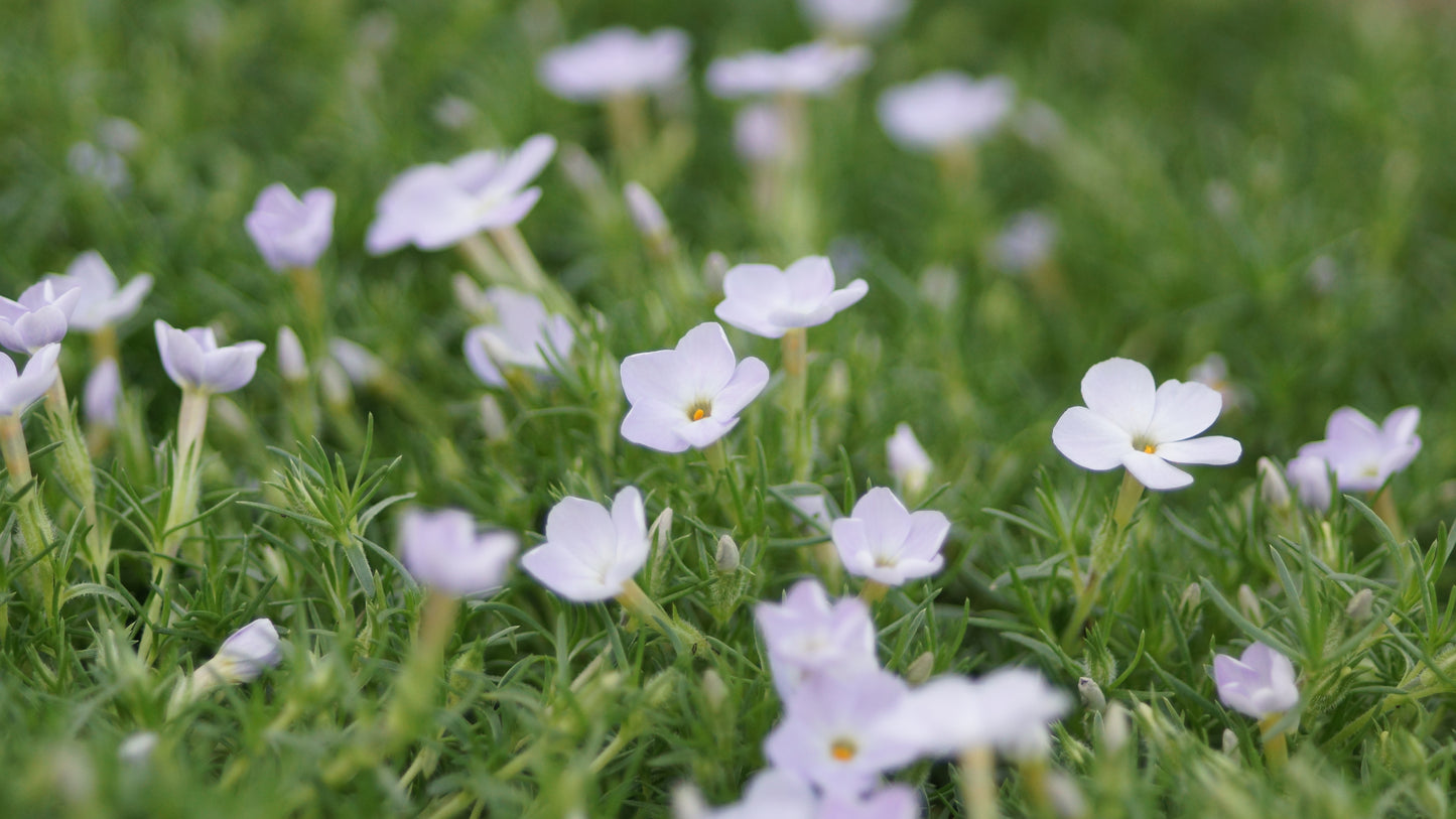 Phlox pulvinata - Zwerg-Polster-Phlox