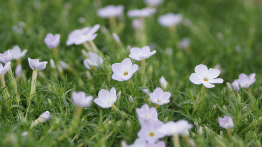 Phlox pulvinata - Zwerg-Polster-Phlox