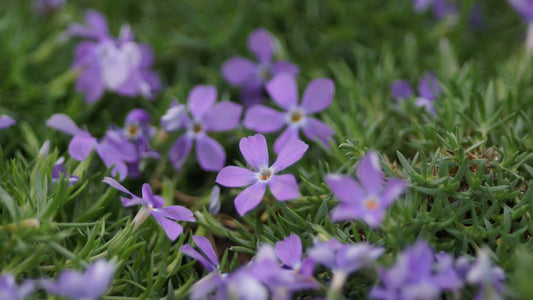 Phlox kelseyi - Marsch-Phlox