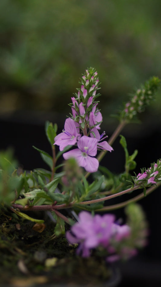 Veronica prostrata 'Mrs. Holt' - Niederliegender Ehrenpreis