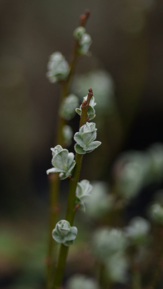 Salix x boydii - Boyds-Zwerg-Weide