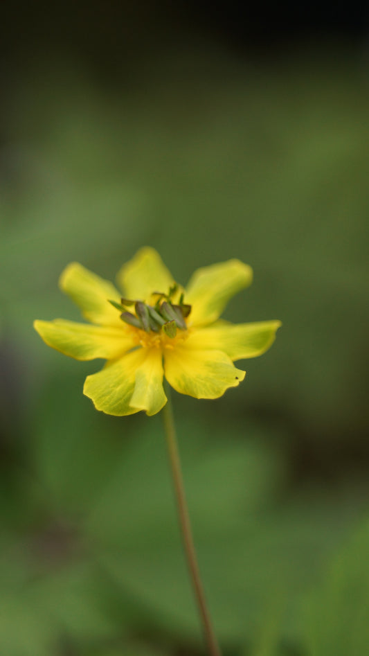 Anemone ranunculoides 'Lena' - Gelbes Buschwindröschen