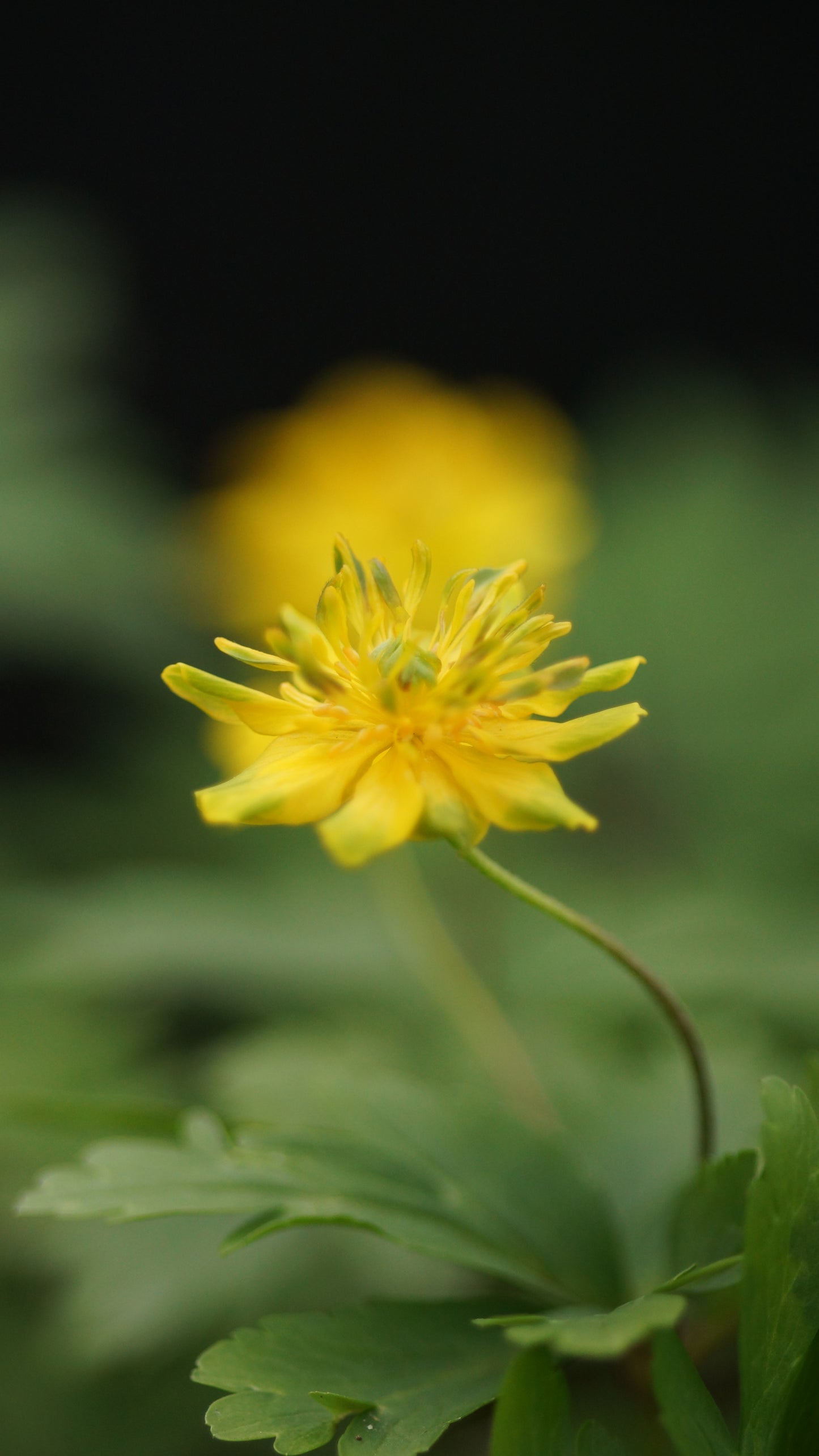 Anemone ranunculoides 'Girlitz' - Gelbes Buschwindröschen