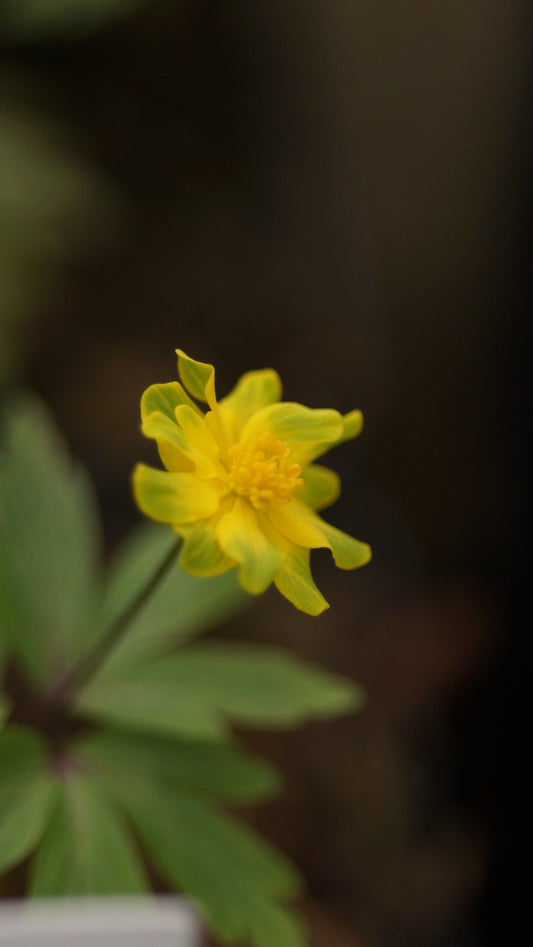 Anemone ranunculoides 'Goldammer' - Gelbes Buschwindröschen