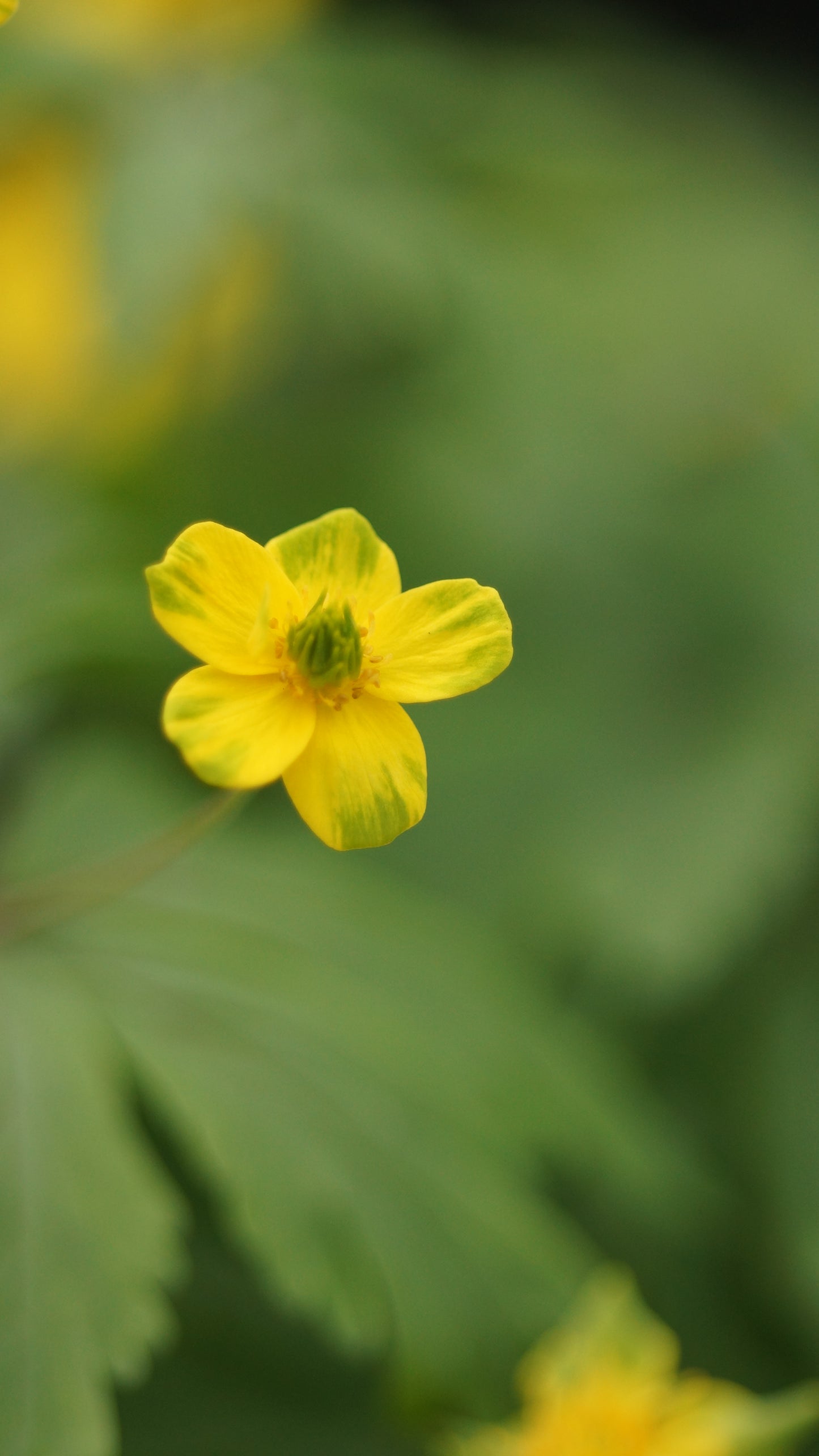 Anemone ranunculoides 'Pirol' - Gelbes Buschwindröschen