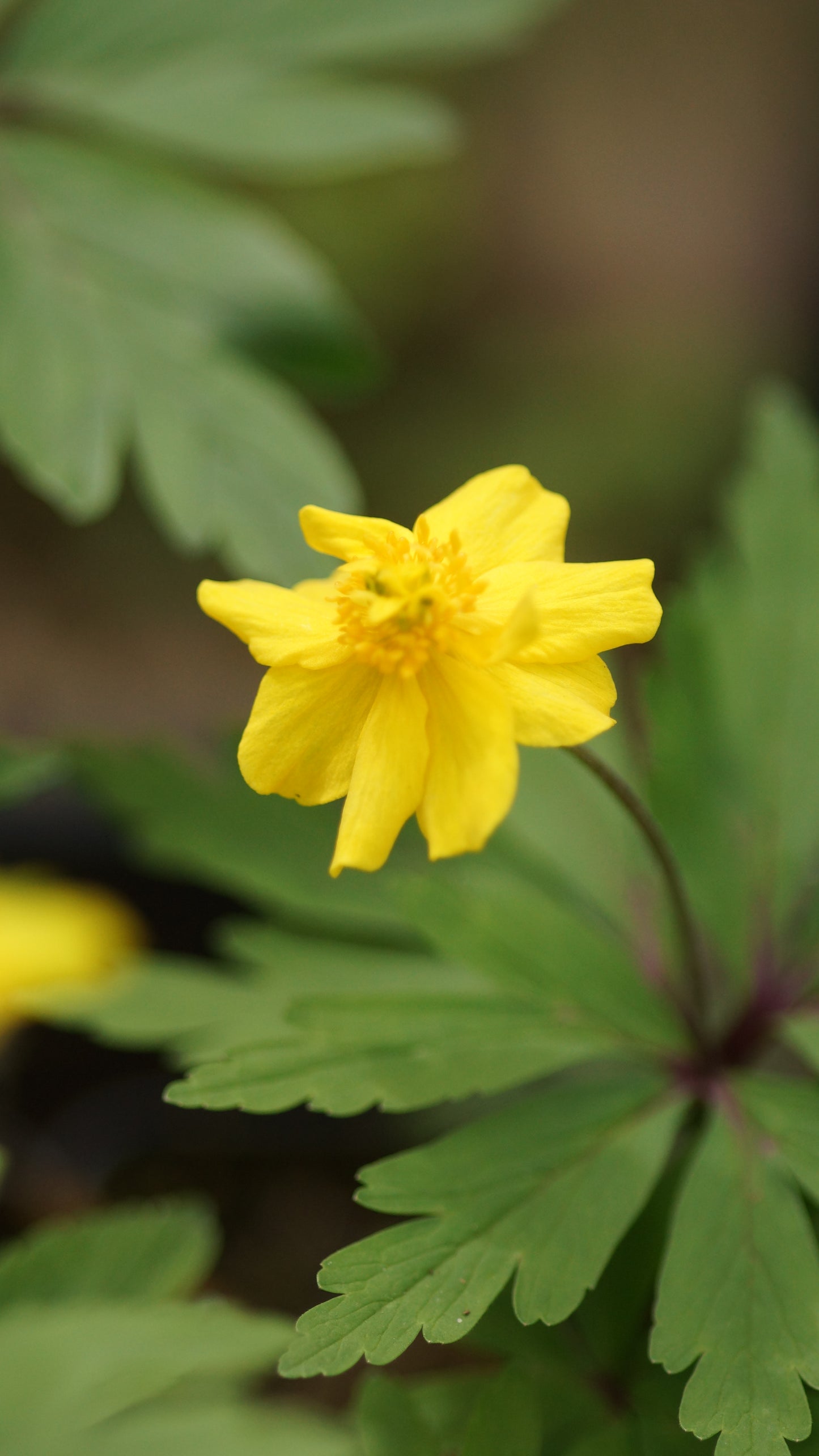 Anemone ranunculoides 'Manuel'- Gelbes Buschwindröschen