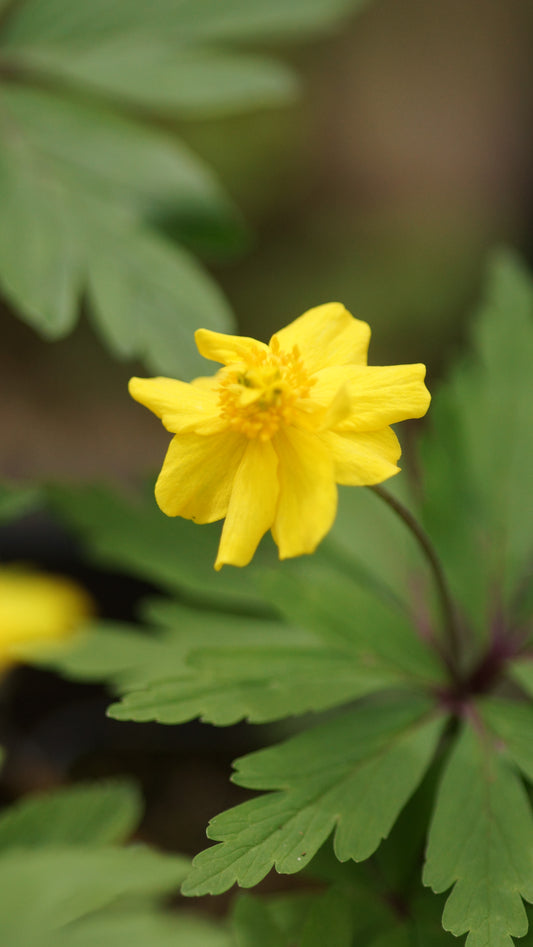 Anemone ranunculoides 'Manuel'- Gelbes Buschwindröschen