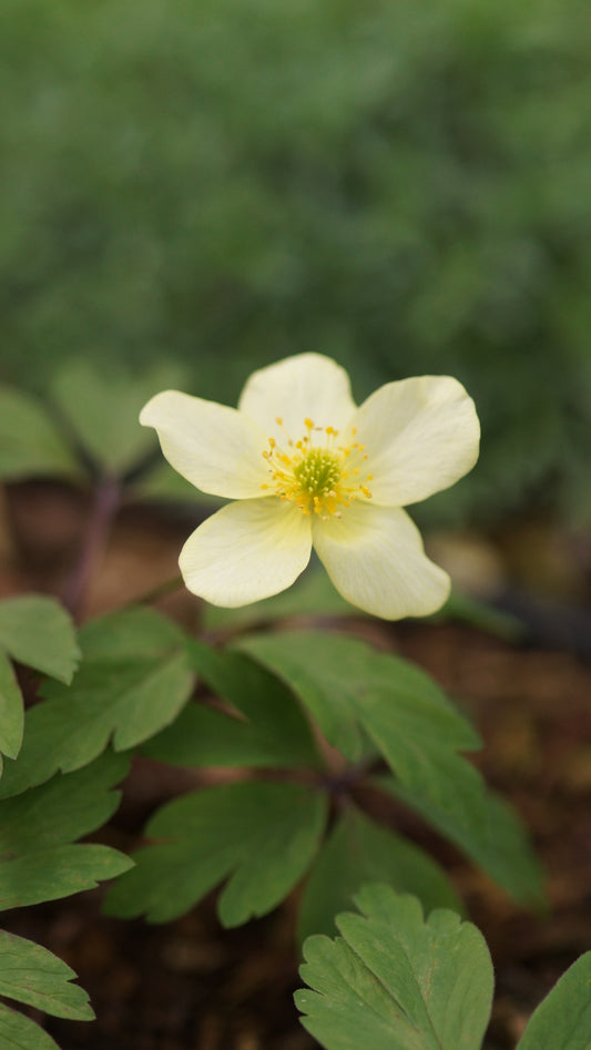 Anemone x lipsiensis 'Seemannii' - Leipziger Buschwindröschen