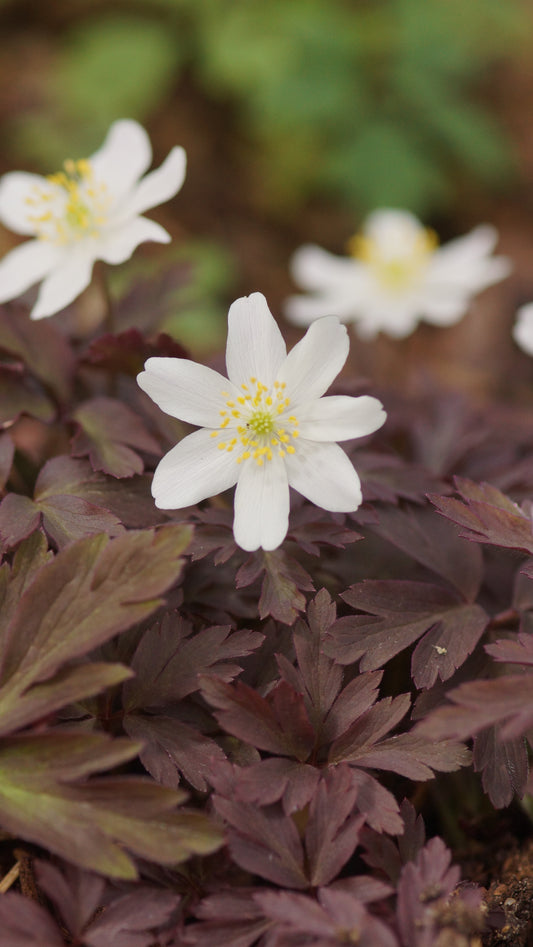 Anemone nemorosa 'La Rochanne' - Buschwindröschen