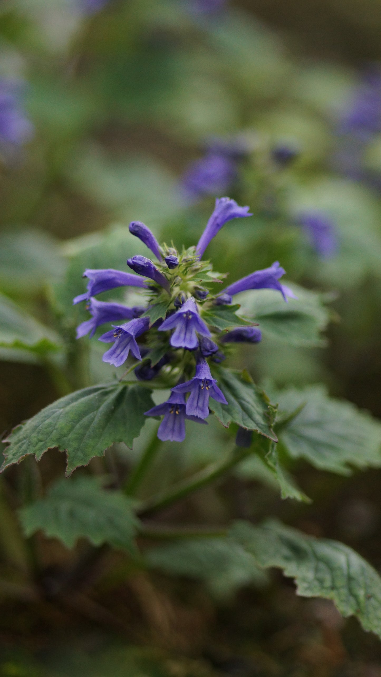 Ajuga incisa - Aufrechter Günsel