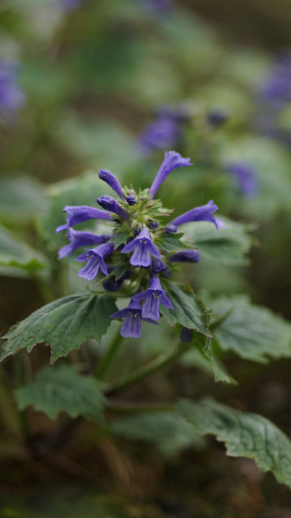 Ajuga incisa - Aufrechter Günsel