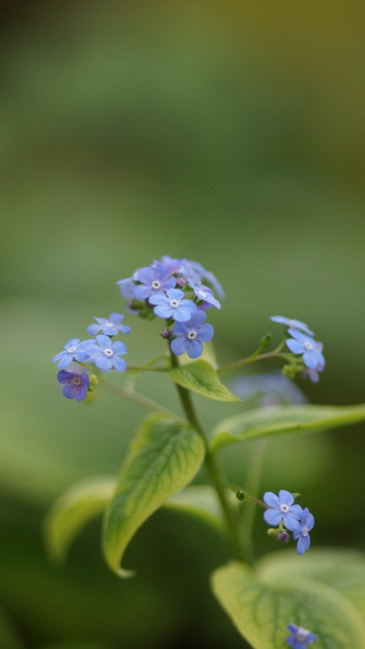 Brunnera macrophylla - Kaukasusvergissmeinnicht