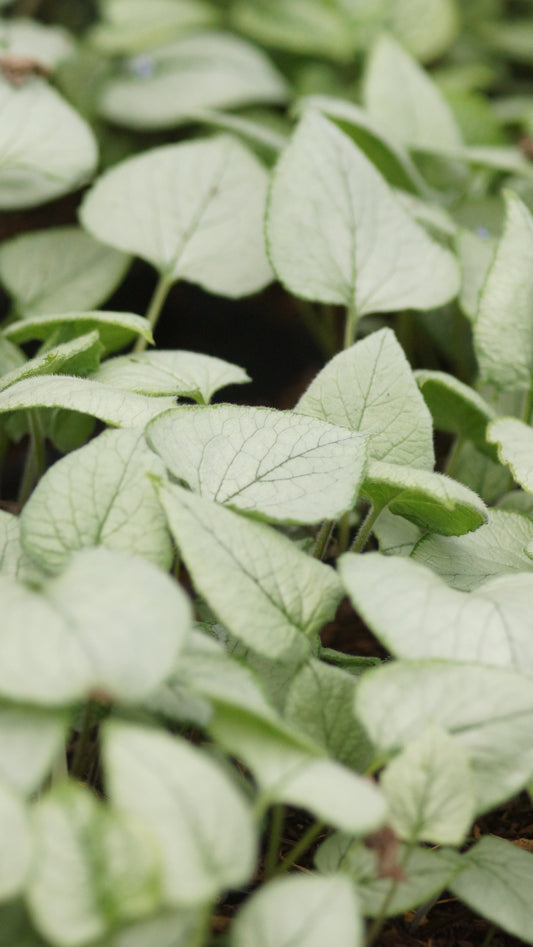 Brunnera macrophylla 'Looking Glass®' - Kaukasusvergissmeinnicht