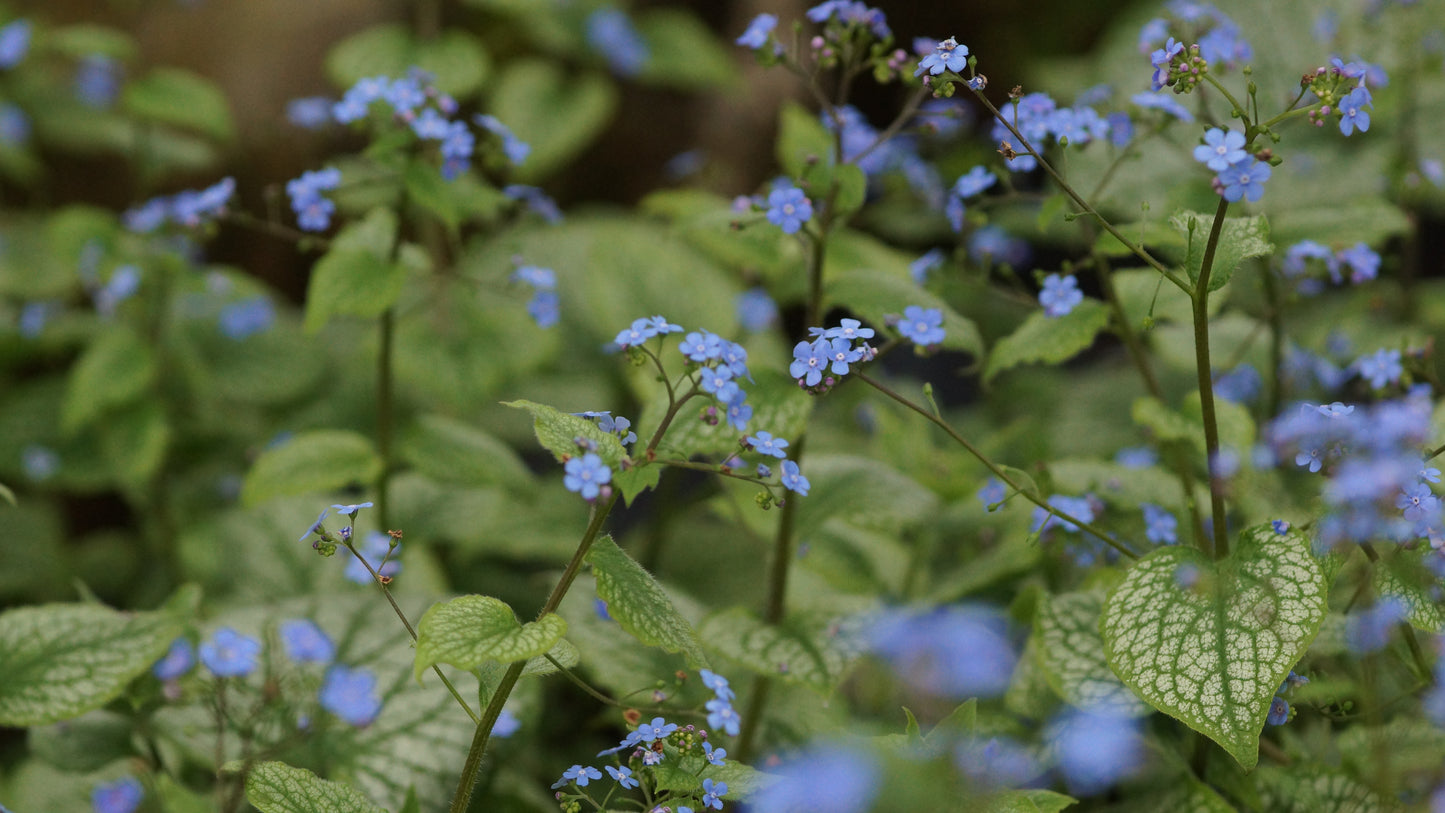 Brunnera macrophylla 'Alexanders Great' - Kaukasusvergissmeinnicht